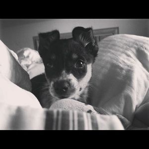 Meet your Posher, Dana